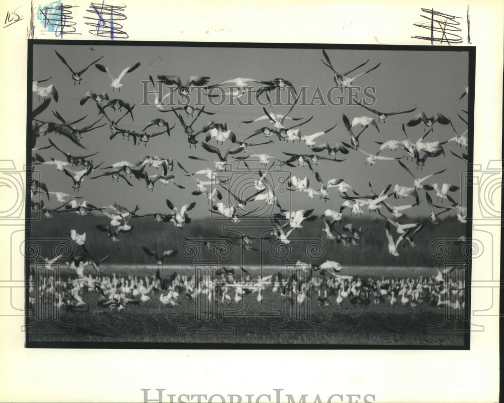 1993 Press Photo Geese flying over ponds in Louisiana - Historic Images