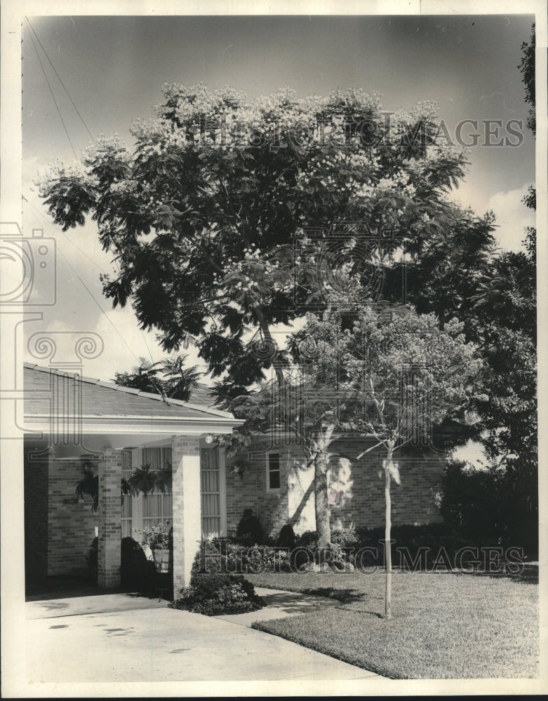 1971 Press Photo Tropical Tree of Far East at home of Dr. &amp; Mrs. S.E. Bowers - Historic Images