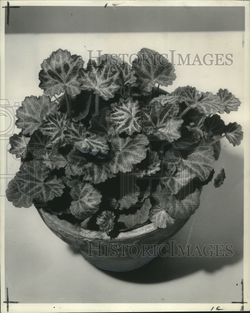 1961 Press Photo The &quot;strawberry&quot; Geranium makes decorative pot plant - Historic Images