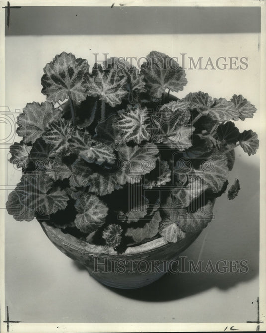 1961 Press Photo The "strawberry" Geranium makes decorative pot plant - Historic Images