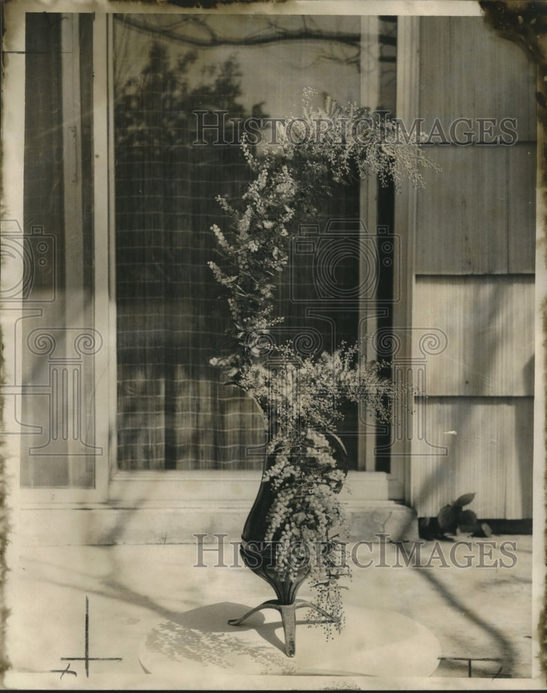 1967 Press Photo Flowering acacia branches form an S arrangement - nob19344 - Historic Images