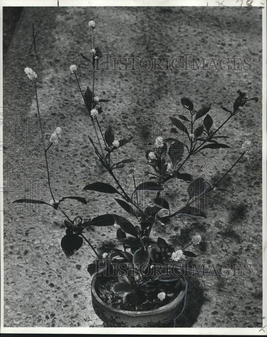 1964 Press Photo Indian Coleus at Audubon Park Greenhouse - nob19354 - Historic Images