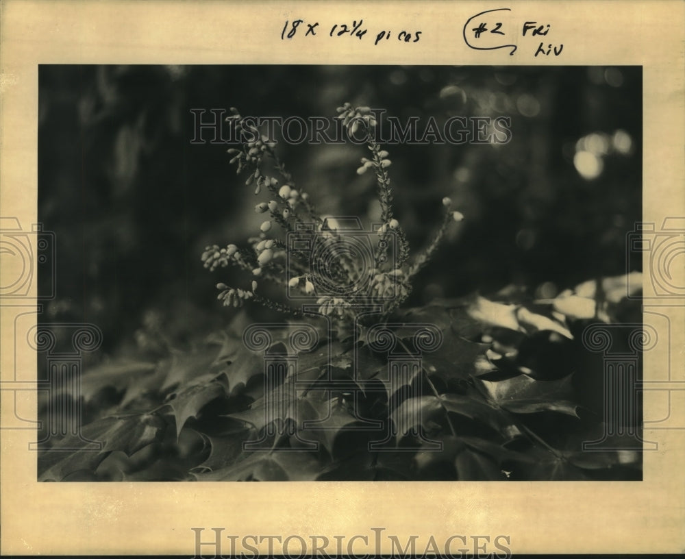 1992 Press Photo Flowers-30 year resident Leather-Leaf Mahanie - Historic Images