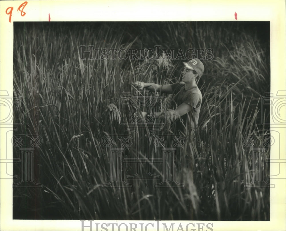 1988 Press Photo Greg Daigle Tends Marsh Plants at Louisiana Coastal Marshlands - Historic Images