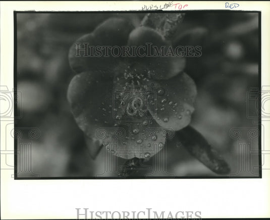 1991 Press Photo Close up of dew drops on a flower - Historic Images