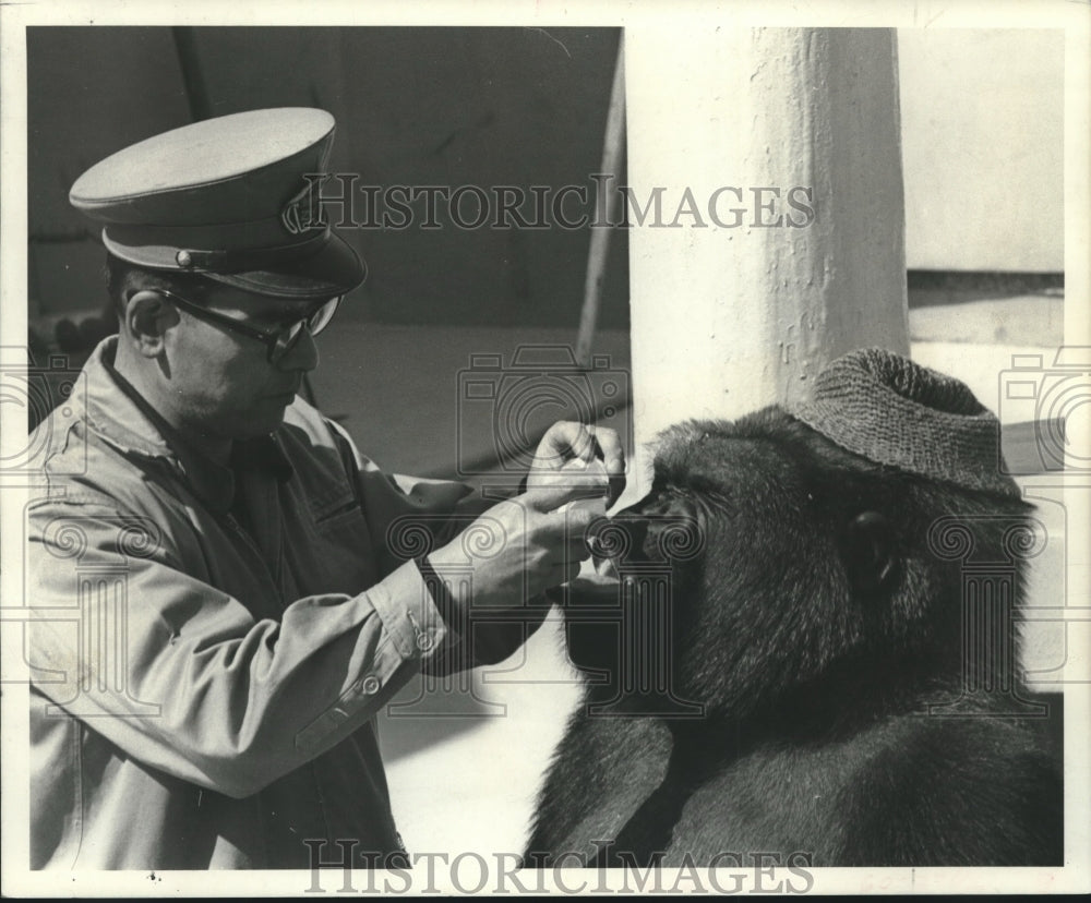 1968 Gonta gets egg from it's trainer - Historic Images