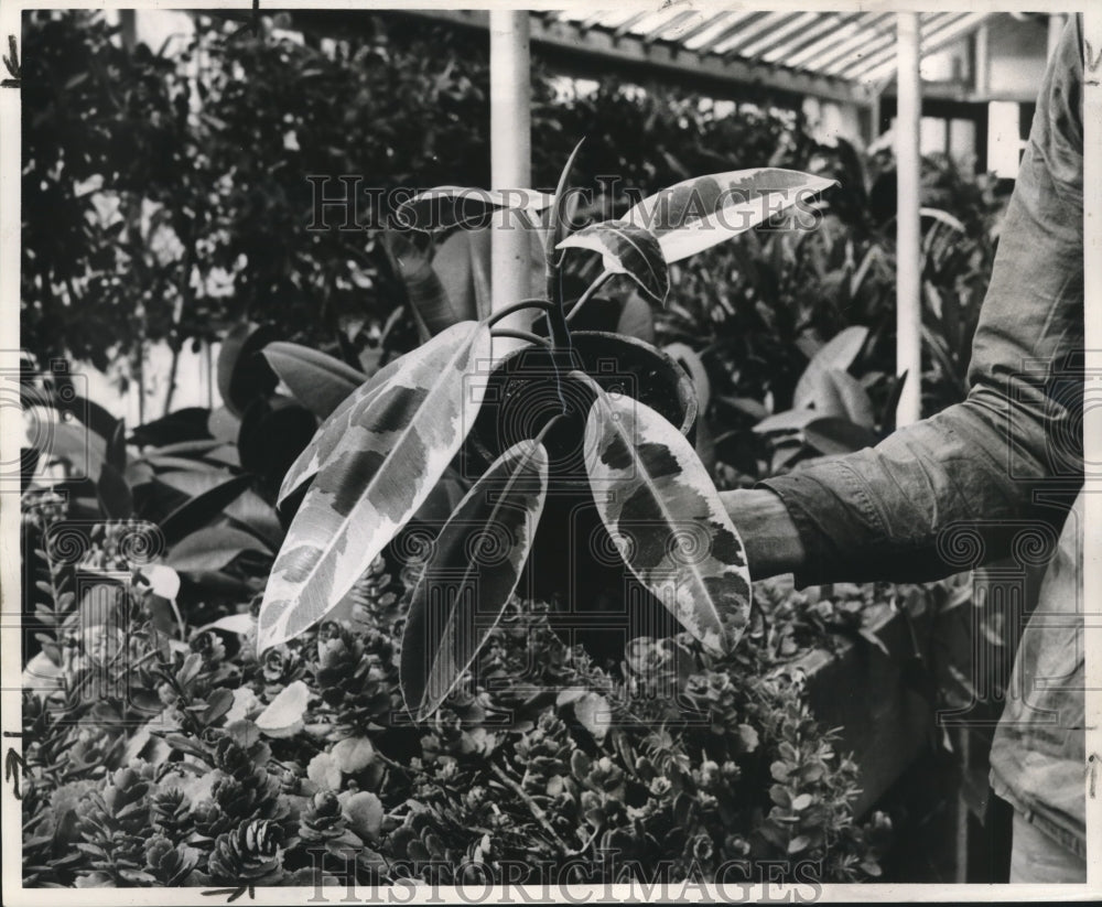 1963 The variegated rubber plant easy-to-grow, indoor plant - Historic Images