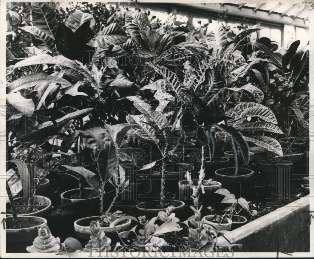 1963 Some 60,000 to 70,000 tropicals groomed in Parkway Commission - Historic Images