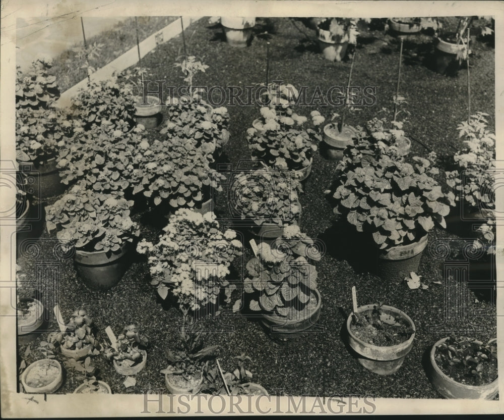 1966 Press Photo Agreratum growing in pots usually used as a border - nob20156 - Historic Images