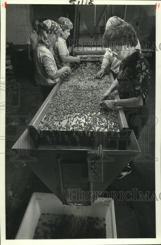 1985 Press Photo Gonzales Products Company workers clean dried kidney beans - Historic Images