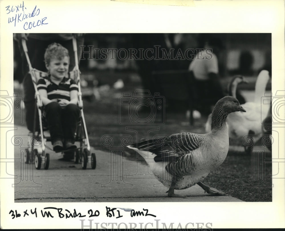 1990 Press Photo A gray goose walks in front of Blain Morgan in the park. - Historic Images