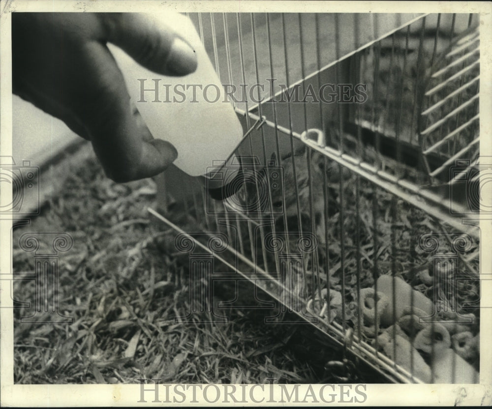 1967 Press Photo Gerbil cage with baby bottle for water - nob21026 - Historic Images