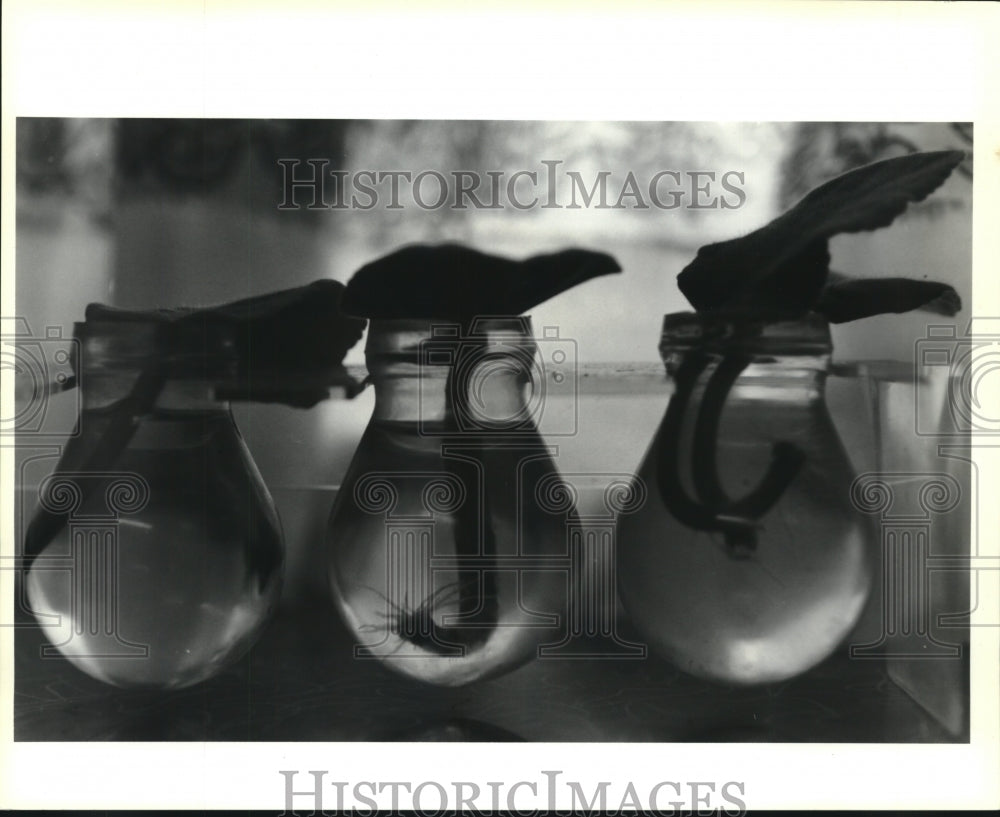 1991 Press Photo Elizabeth Durning grows African Violets hydroponically - Historic Images