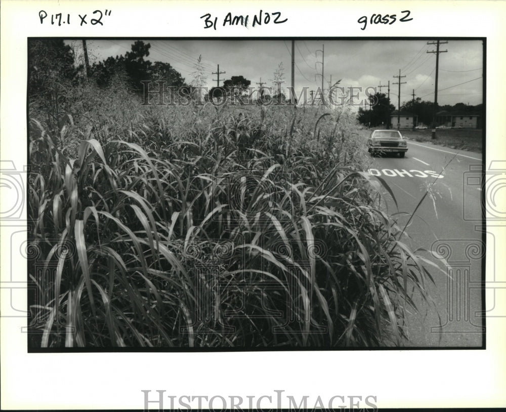 1992 Press Photo Tall grass on the median of Dwyer Road and Shalimar Drive - Historic Images