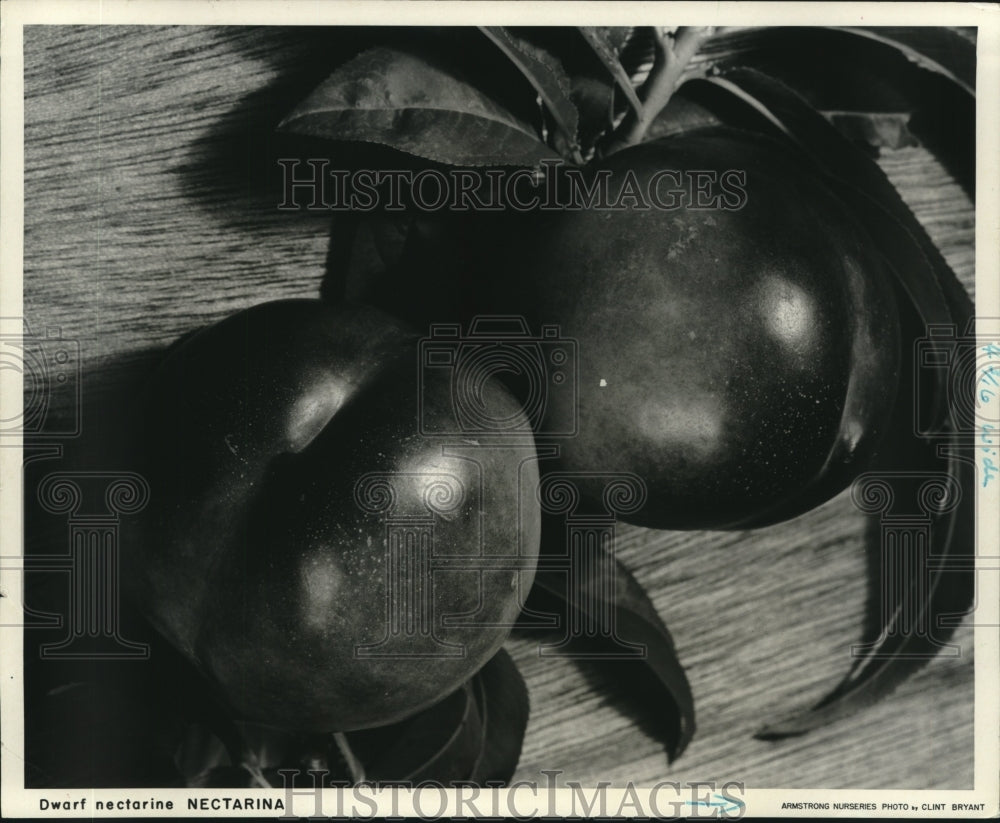 1992 Press Photo Fruit - Dwarf nectarine, Nectarina - nob21429 - Historic Images