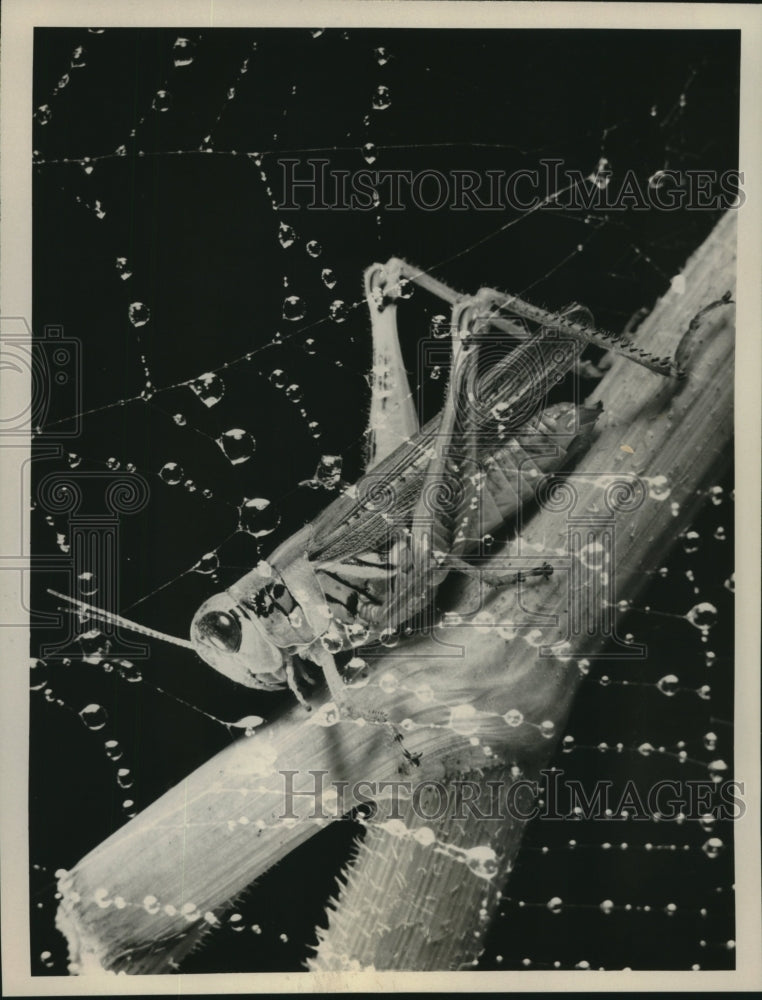 Press Photo Mr. Grasshopper behind spider web - nob21535 - Historic Images