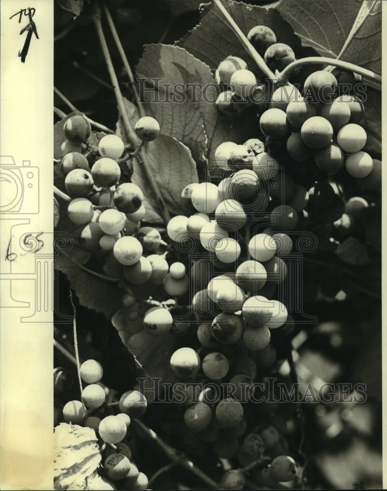 Press Photo Grapes -Ripe and ready for the picking - Historic Images