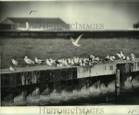 1975 Press Photo Seagulls on breakwater by Seabrook Bridge - nob22724 - Historic Images