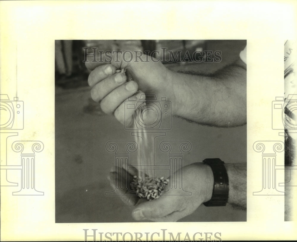 1996 Press Photo Acadian Brewin Company&#39;s brew master sifts pale malt barley - Historic Images