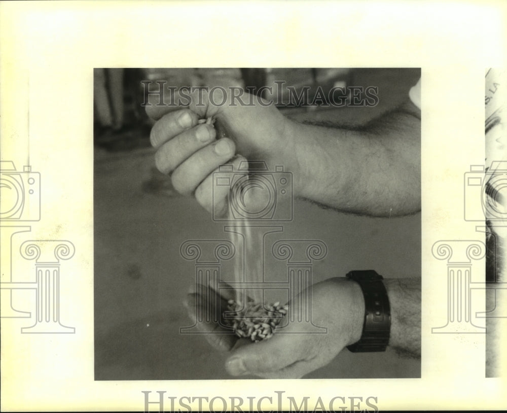 1996 Press Photo Acadian Brewin Company's brew master sifts pale malt barley - Historic Images