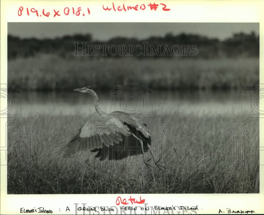 1992 Press Photo A Great Blue Heron on Elmer's Island - nob22932 - Historic Images