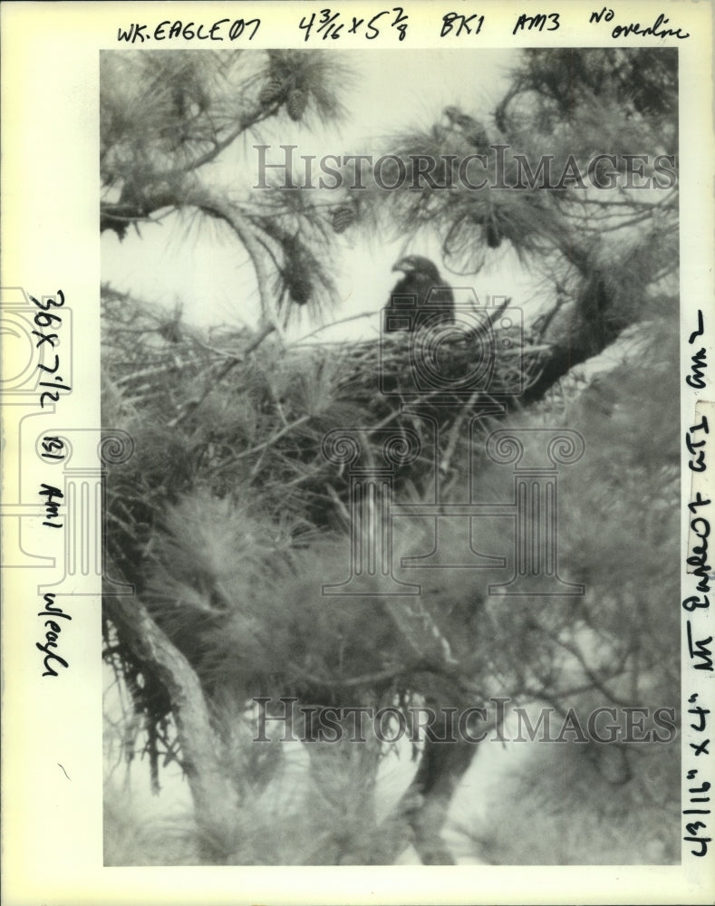 1991 Press Photo An eaglet sits in its nest on Horn Island off the Mississippi - Historic Images