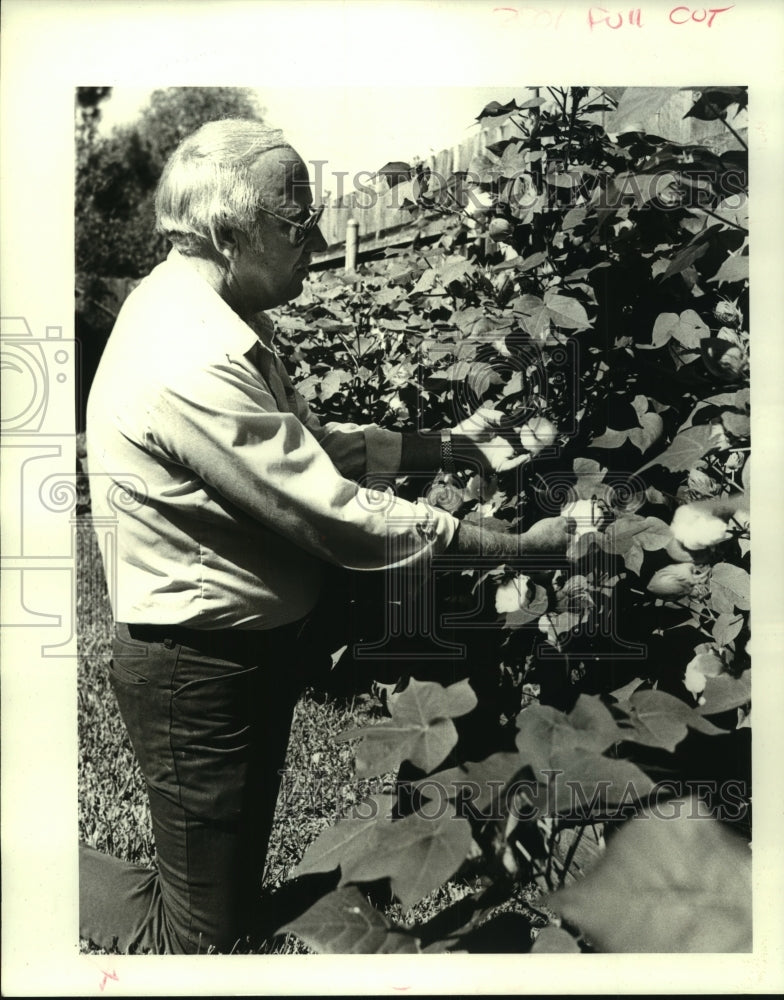 1987 Press Photo Roy Ham of Kenner picks some cotton out of his backyard - Historic Images