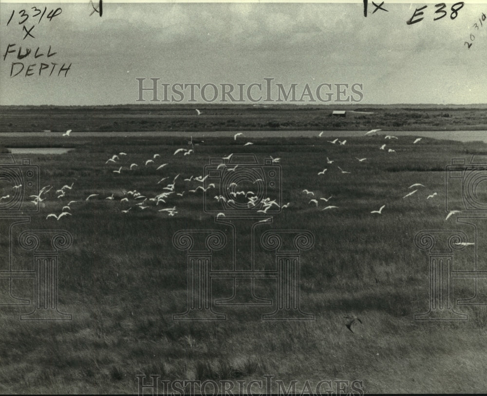 1978 Press Photo Grassy Island, home for migratory birds in spring-summer - Historic Images