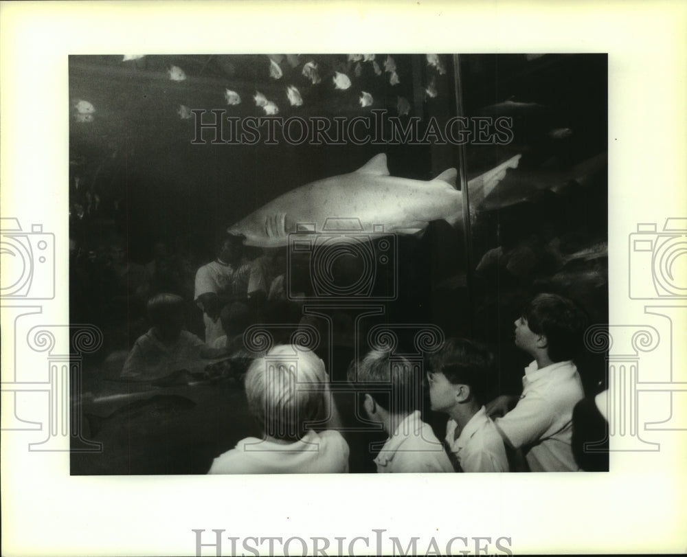 1990 Press Photo Fourth graders get a glimpse of a shark in the Gulf of Mexico - Historic Images