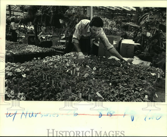 1984 Press Photo Earl Spadoni of Guillot Nursery- replacing destroyed plants - Historic Images