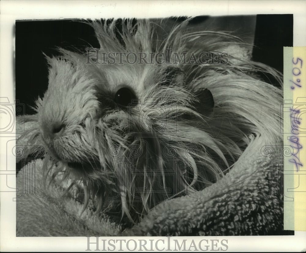 1964 Press Photo White of pig is dried after bath in Turkish Towel - nob23963 - Historic Images