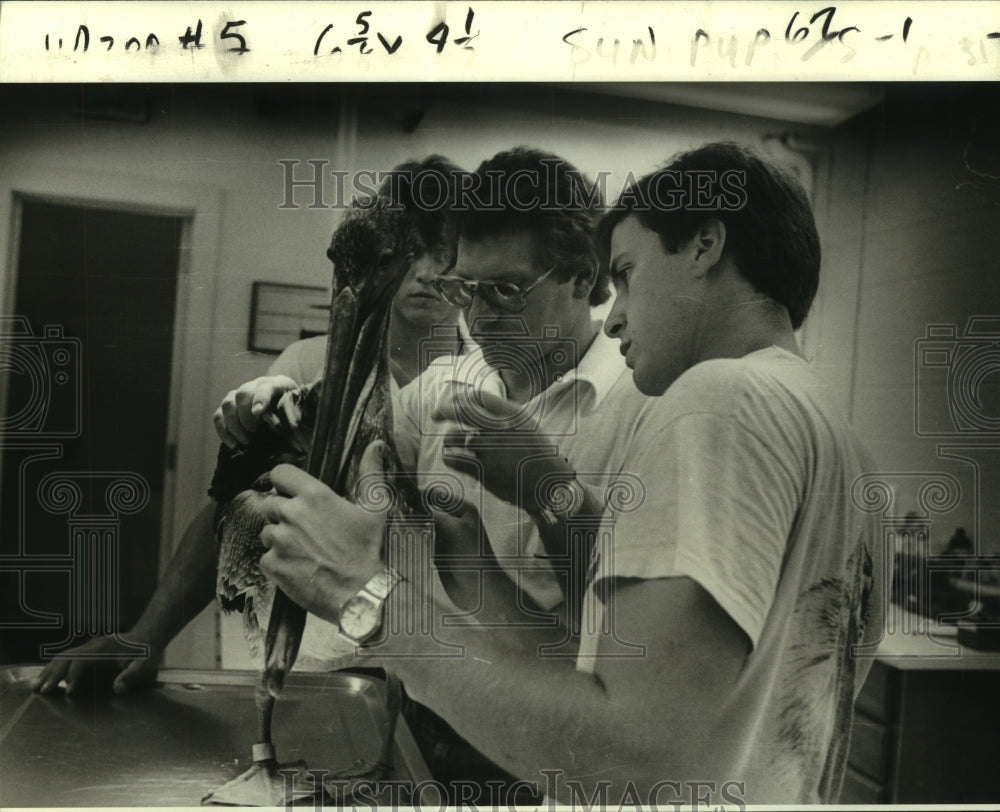 1980 Press Photo Veterinarian &amp; assistants check broken wing of a brown pelican - Historic Images