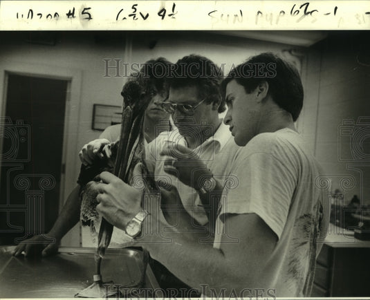 1980 Press Photo Veterinarian & assistants check broken wing of a brown pelican - Historic Images