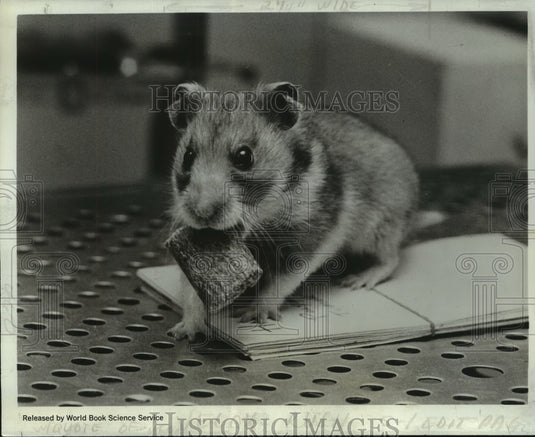 1968 Press Photo Henry, golden Syrian hamster, for medical experimentation-Historic Images