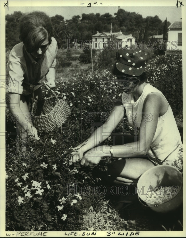 1983 Press Photo Women pick flowers for perfumes in Grasse, France - nob24757 - Historic Images