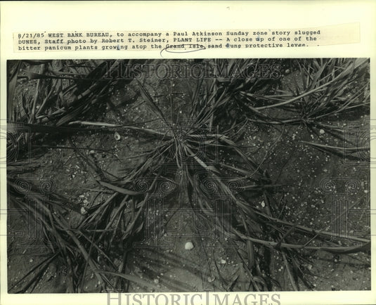 1985 Press Photo Bitter panicum plants growing atop the Grand Isle sand dune - Historic Images