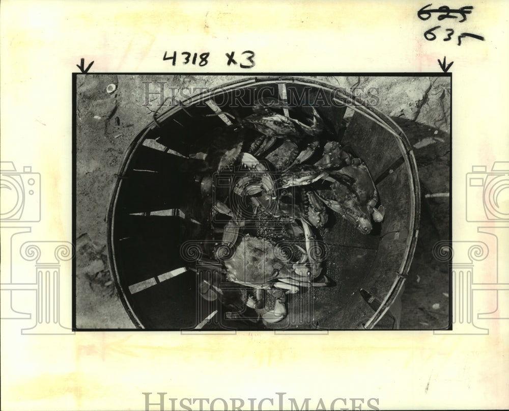 1982 Press Photo Crabs at Grand Isle Louisiana - nob25256 - Historic Images