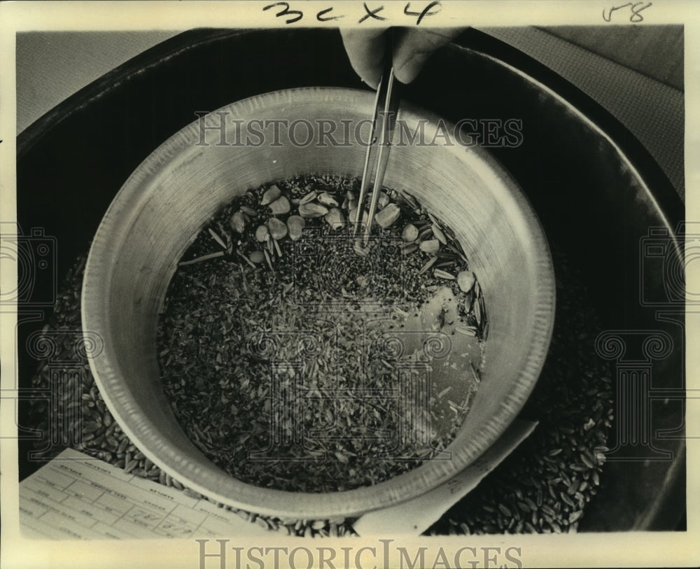 1976 Press Photo Grain inspector checks for damaged kernels and other materials - Historic Images