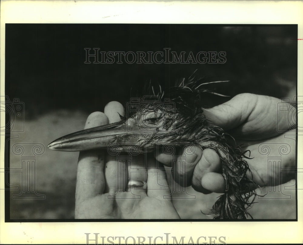 1990 Press Photo A severed bird&#39;s head - Historic Images