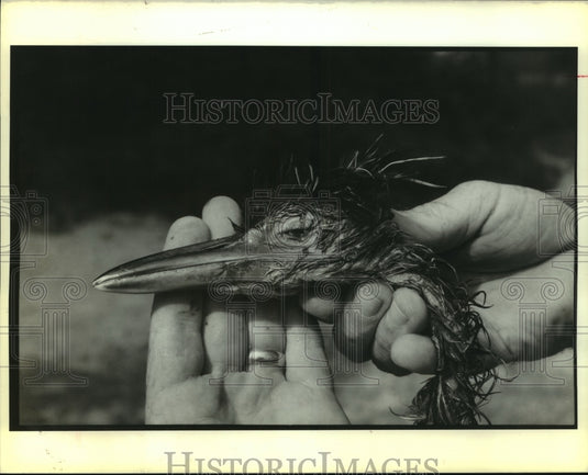 1990 Press Photo A severed bird's head - Historic Images