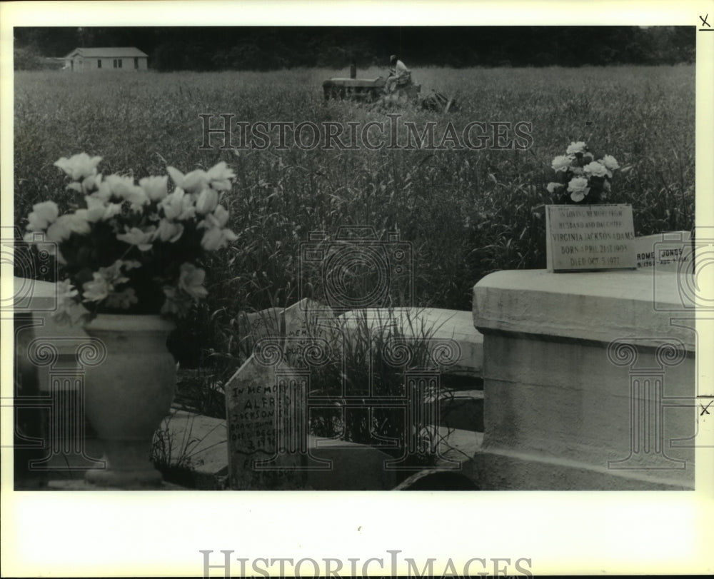 1991 Press Photo A small cemetery stands amidst growing sugar cane in Wallace - Historic Images