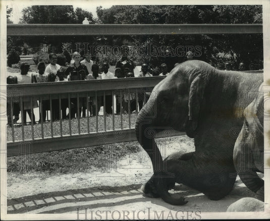 1968 Press Photo Inner city youngsters look at the elephant during day-tour - Historic Images