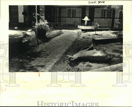 1984 Press Photo Stolen deer from Maurice Fitzgerald's restaurant front, found - Historic Images
