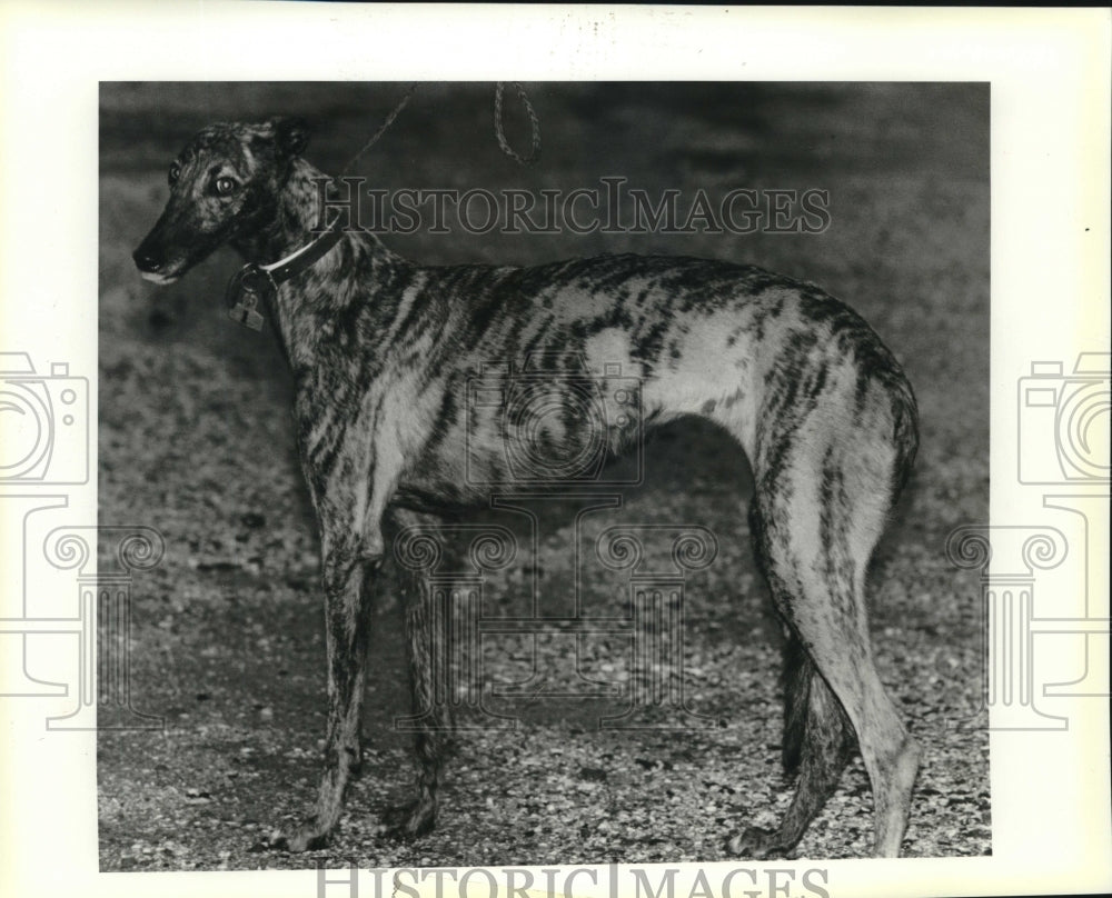 1992 Press Photo This Greyhound is &quot;Pet of the Week.&quot; St. Bernard Animal Control - Historic Images