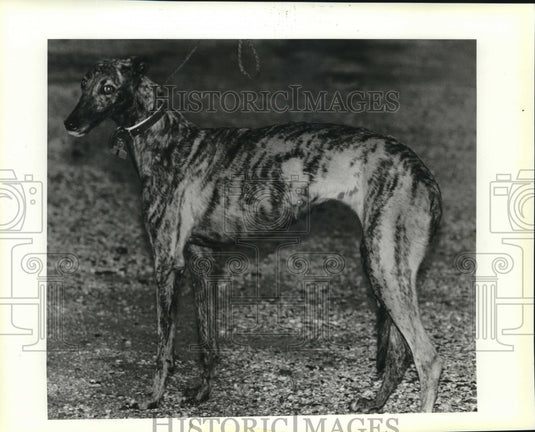 1992 Press Photo This Greyhound is "Pet of the Week." St. Bernard Animal Control - Historic Images