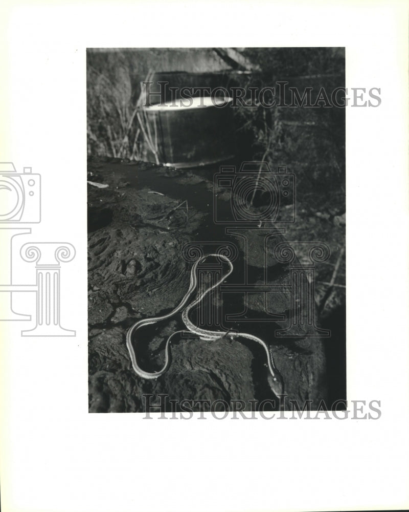 1991 Press Photo A dead snake on top of an open barrel at the abandoned site. - Historic Images