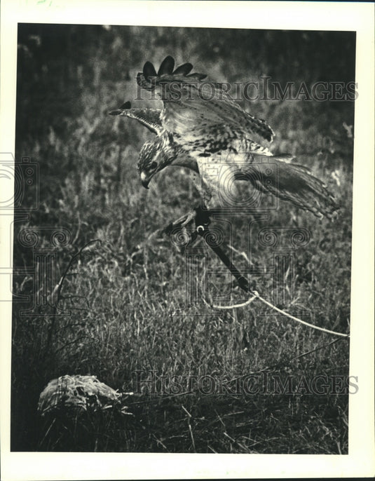 1988 Press Photo Red tail hawk being trained for hunting with leather/paper lure - Historic Images