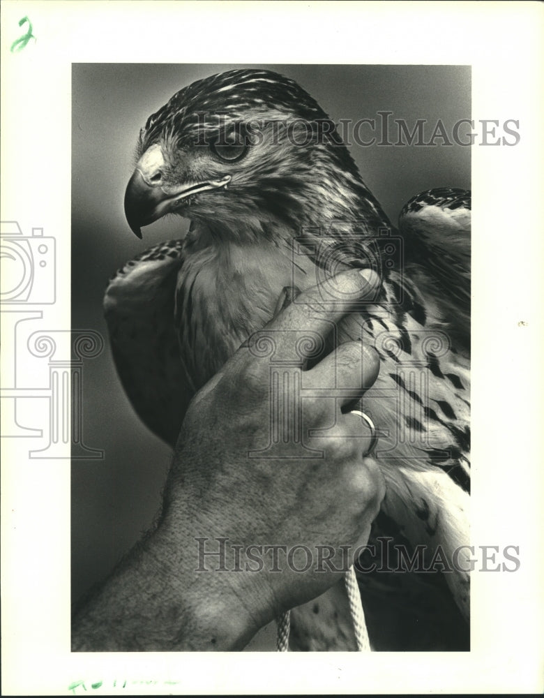 1988 Press Photo Kent Terrio&#39;s red tail hawk Tara training to be a hunting bird - Historic Images