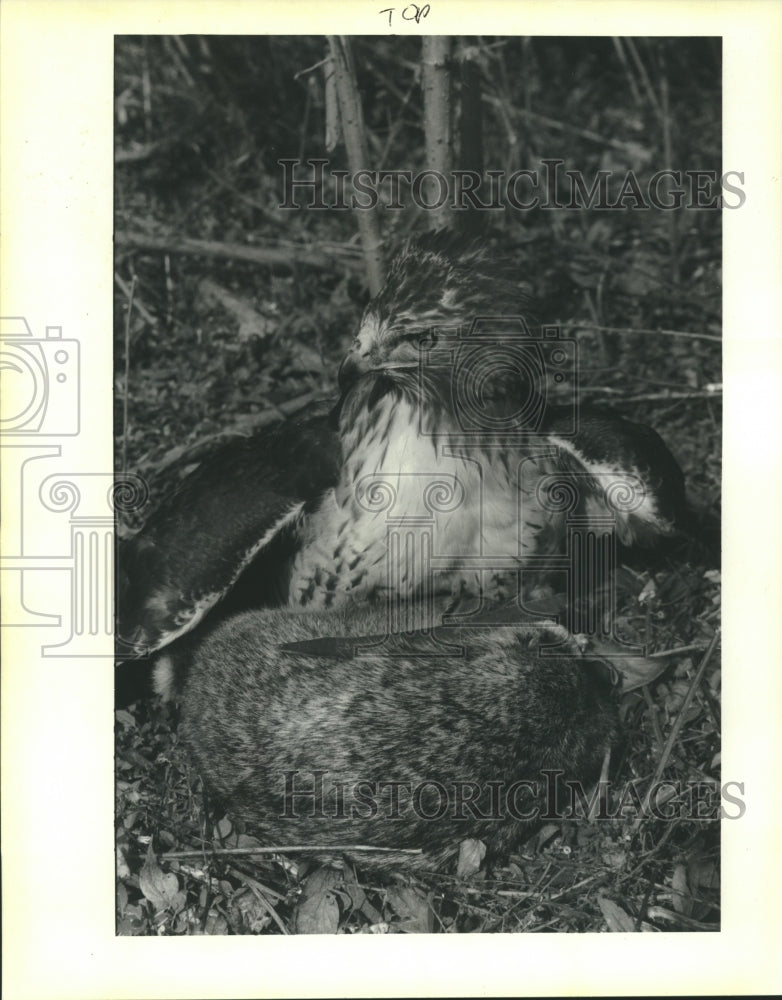 1992 Press Photo Hawk - Medusa prepares to dine on a rabbit - Historic Images