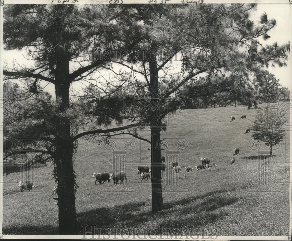 1959 General view of Hereford stock bought by Hayes - Historic Images